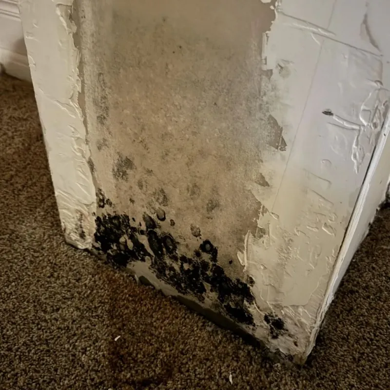 Professional Mold Removal in Stanardsville, VA